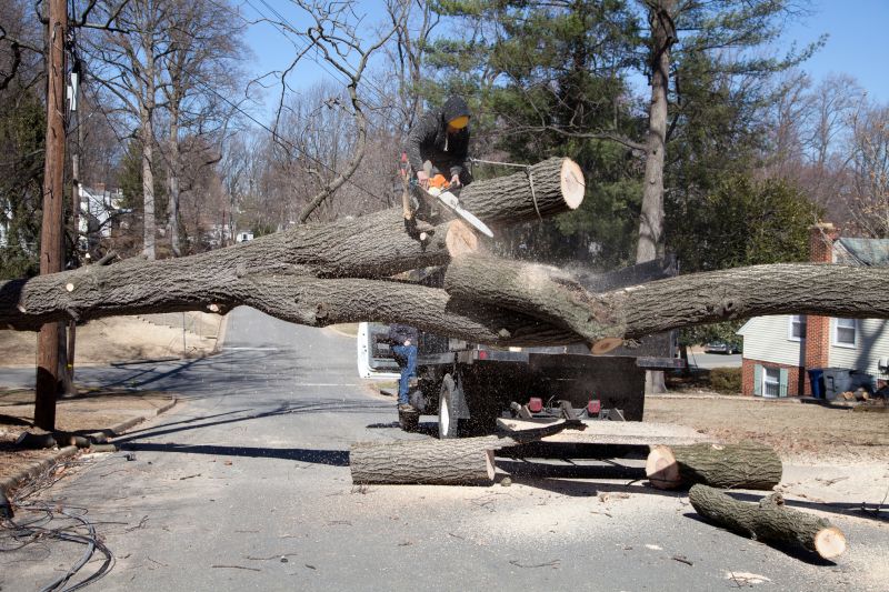 Tree Removal Equipment Info