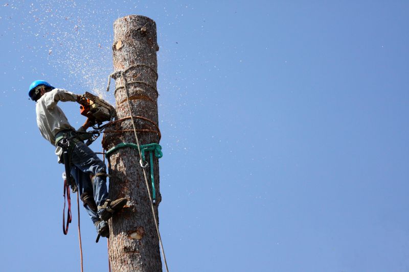 Who provides tree removal services in Santa Rosa Beach FL