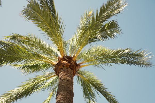 Cost of Palm Tree Removal in Santa Rosa Beach