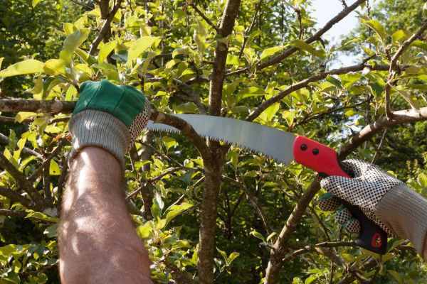 Cost of Small Tree Removal in Santa Rosa Beach