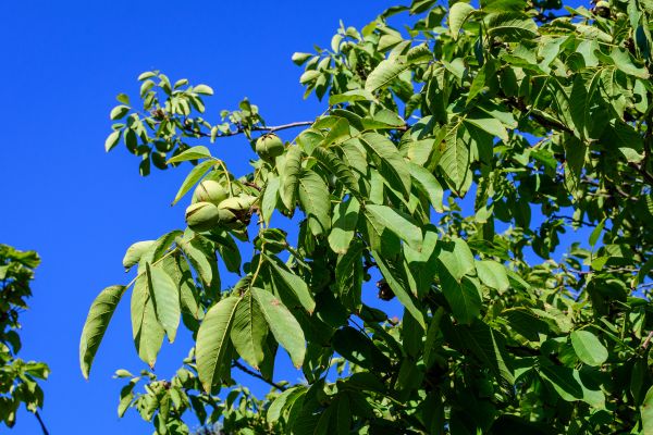 Cost of Walnut Tree Removal in Santa Rosa Beach