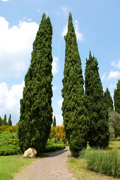 Cost of Cypress Tree Removal in Santa Rosa Beach