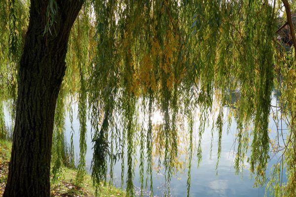 Cost of Willow Tree Removal in Santa Rosa Beach