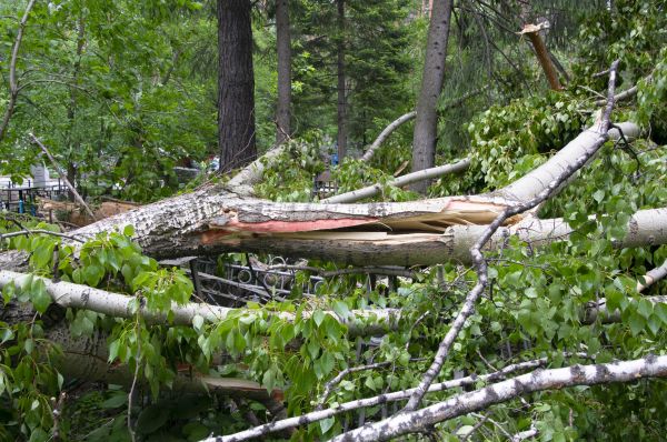 Cost of Birch Tree Removal in Santa Rosa Beach