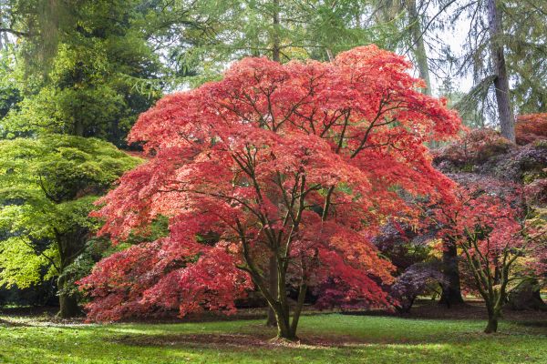 Cost of Maple Tree Removal in Santa Rosa Beach