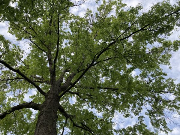 Cost of Oak Tree Removal in Santa Rosa Beach