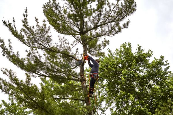 Cost of Pine Tree Removal in Santa Rosa Beach