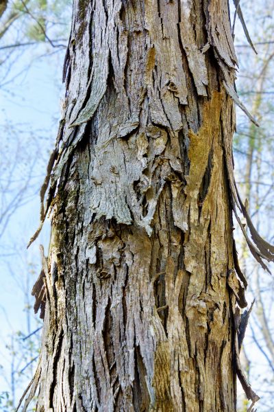 Cost of Hickory Tree Removal in Santa Rosa Beach