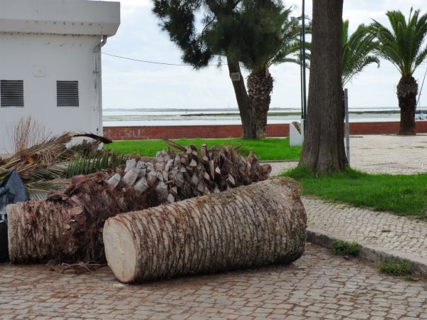 Cost of Palm Trees Removal in Santa Rosa Beach