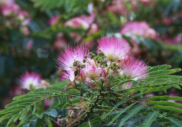 Cost of Mimosa Tree Removal in Santa Rosa Beach