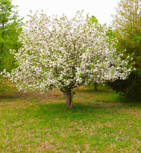 Cost of Dogwood Tree Removal in Santa Rosa Beach