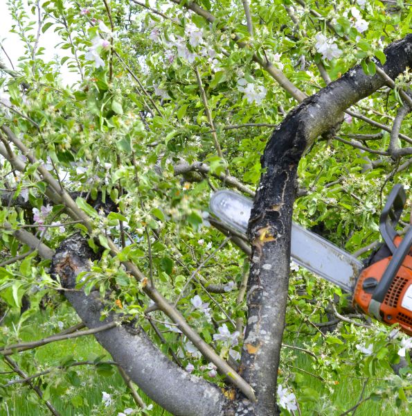 Cost of Apple Tree Removal in Santa Rosa Beach