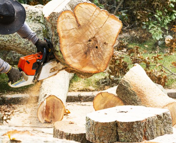 Cost of Tree Removal Service in Santa Rosa Beach
