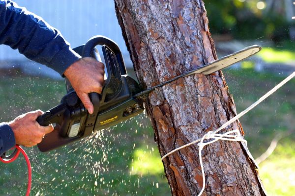 Cost of Dead Tree Removal in Santa Rosa Beach
