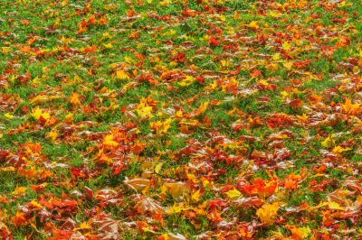 Seasonal Yard Maintenance