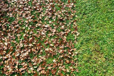 Seasonal Leaf Removal