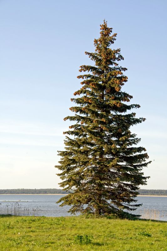 Spruce Tree Removal