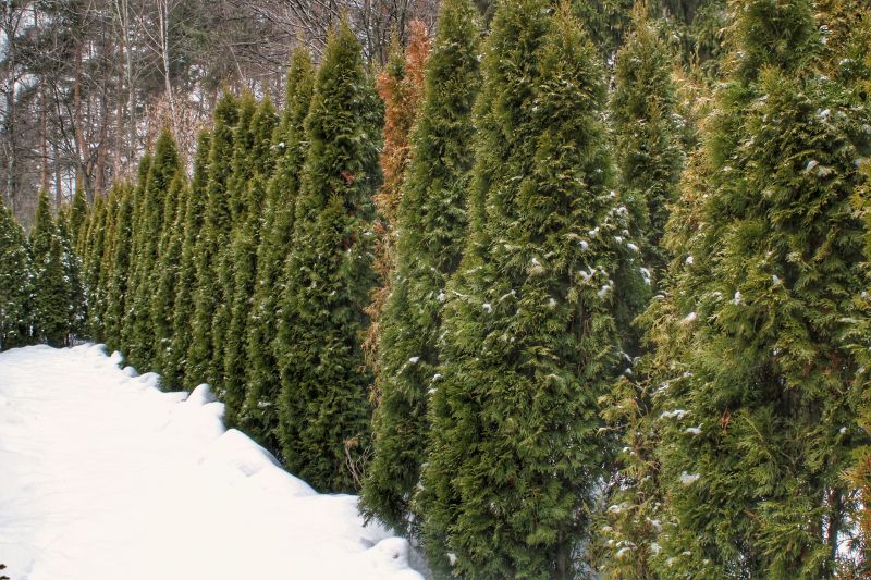 Dormant Trees in Winter