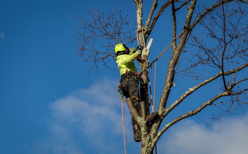 Timing for Tree Removal